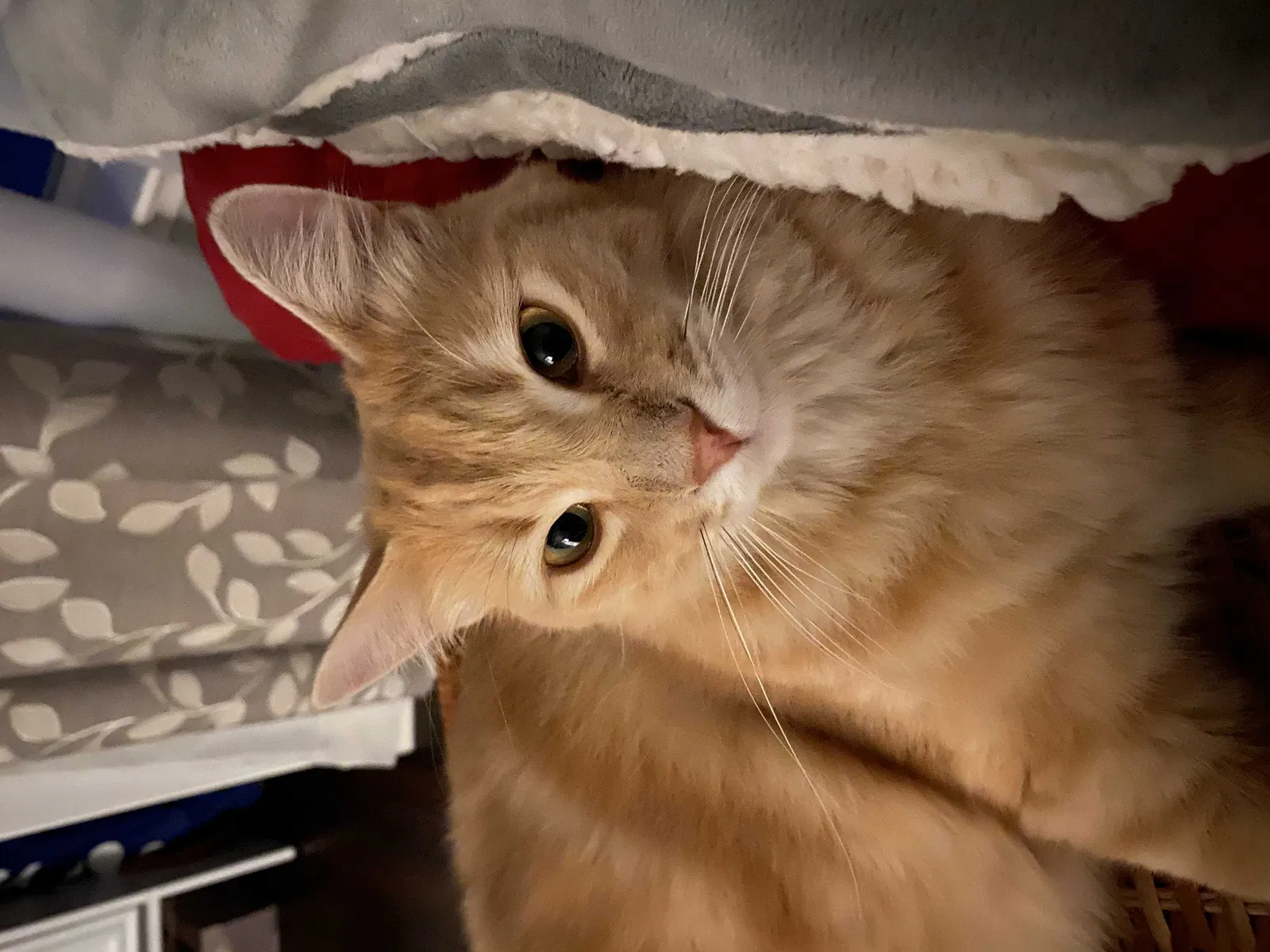 Lost cat in Roseville, CA, 95747