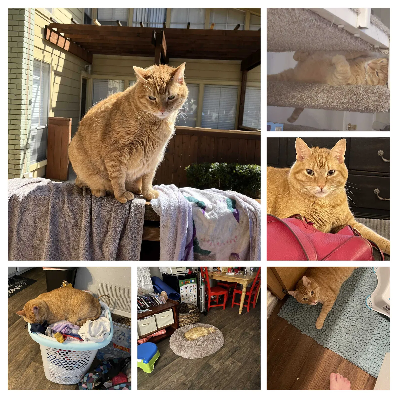Lost cat in Euless, TX, 76040