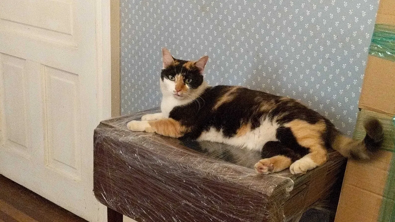 Lost cat in Norristown, PA, 19401
