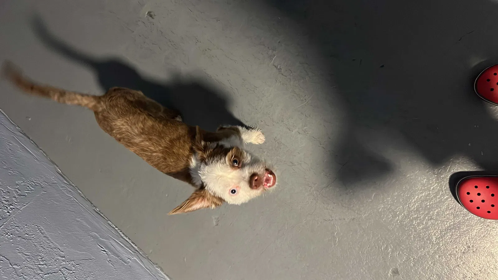 Lost dog in Miami, FL, 33178