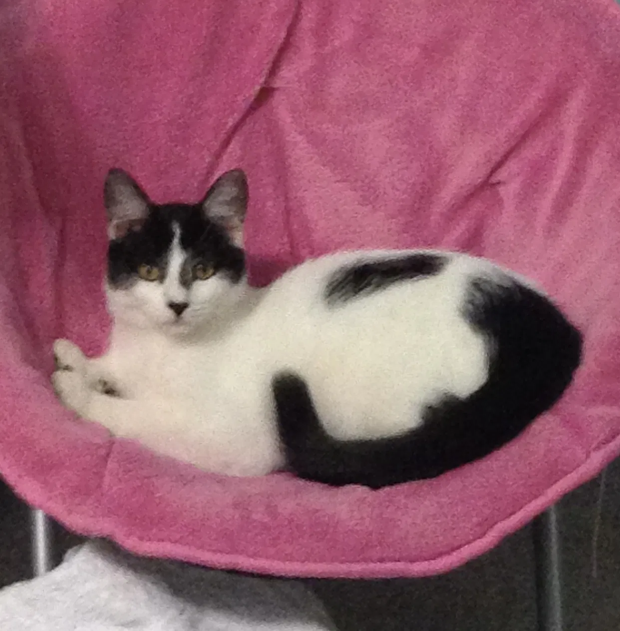 Lost cat in Springfield, MO, 65810