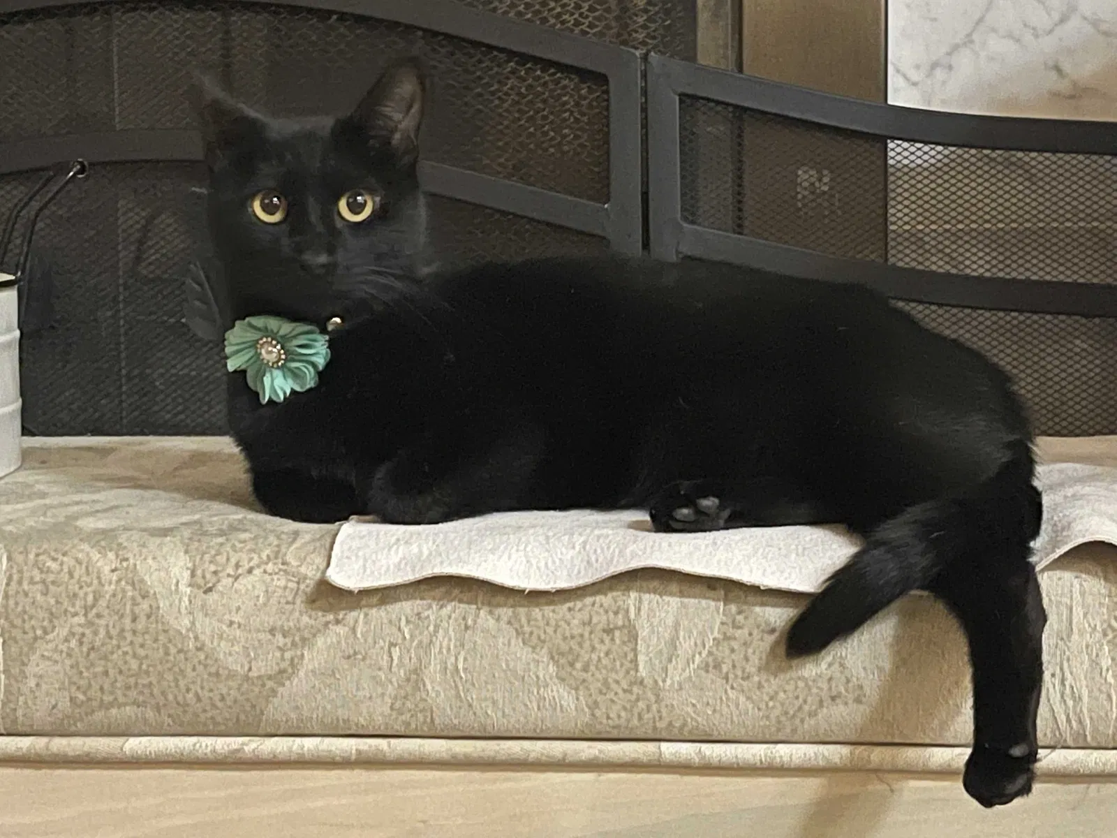 Lost cat in Houston, TX, 77040
