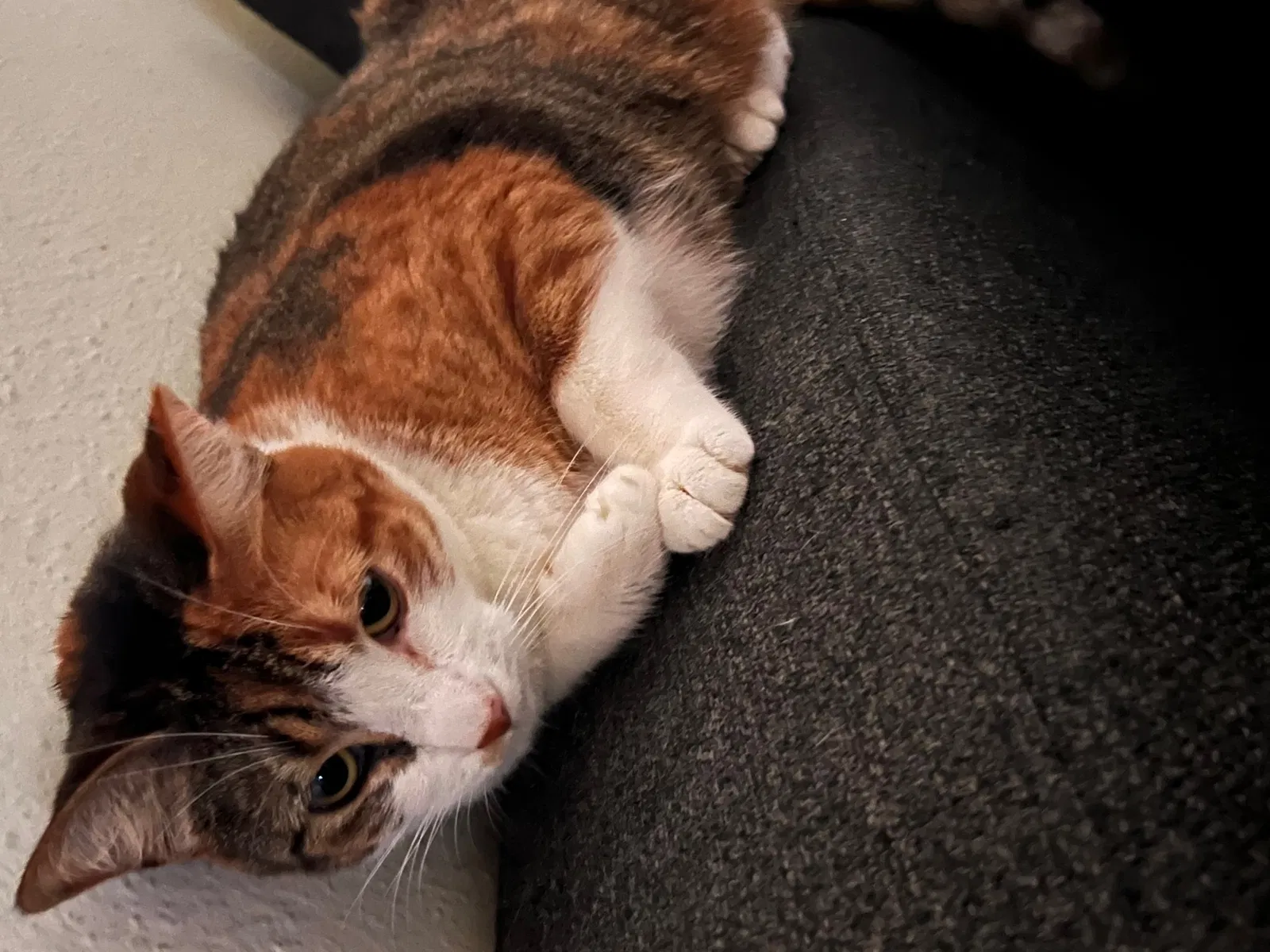 Lost cat in Tomball, TX, 77375