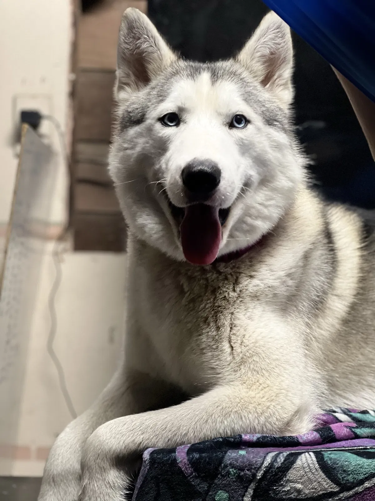 Lost dog in Troy, MI, 48083
