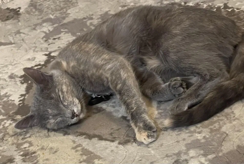 Lost cat in Boise, ID, 83716