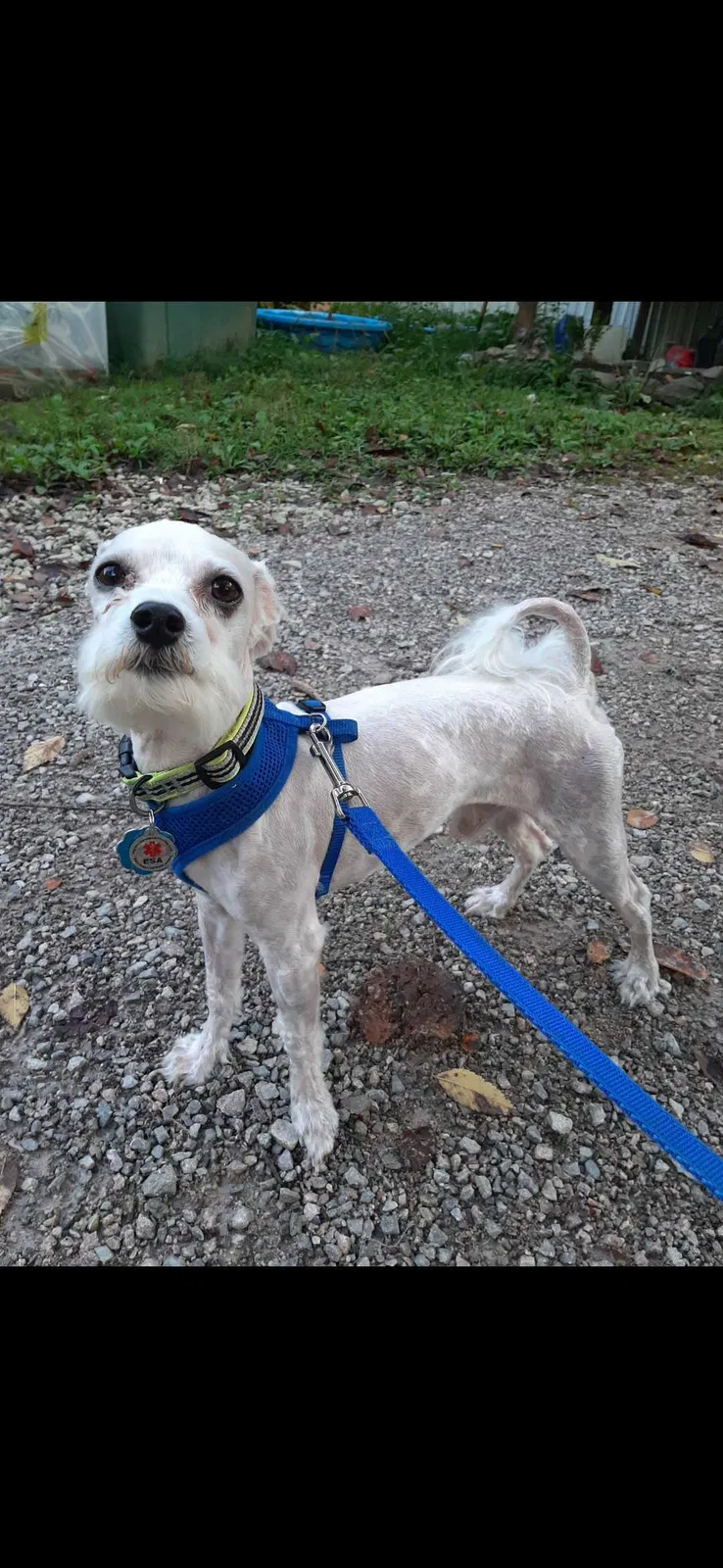 Lost dog in Luttrell, TN, 37779