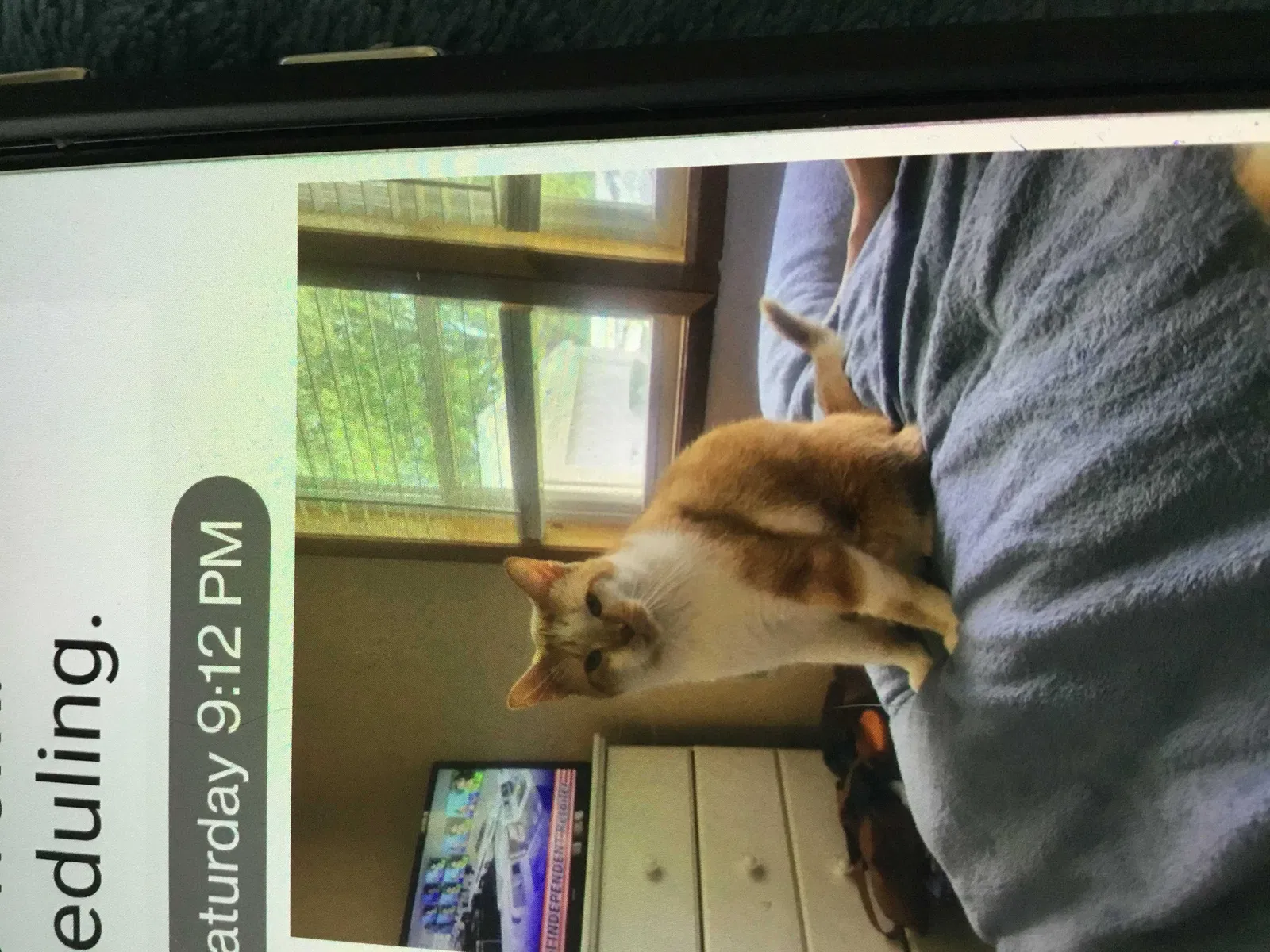 Lost cat in Des Moines, IA, 50317