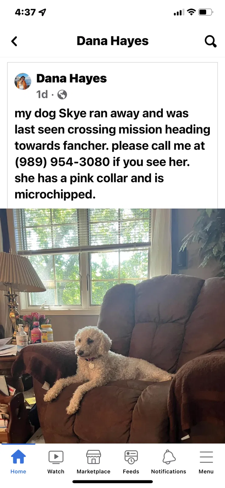 Lost dog in Mount Pleasant, MI, 48858