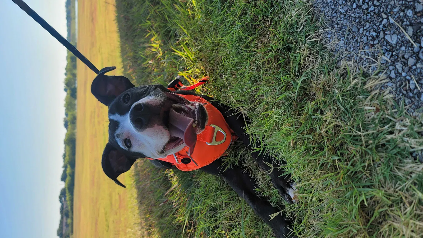 Lost dog in Brownsville, TX, 78526