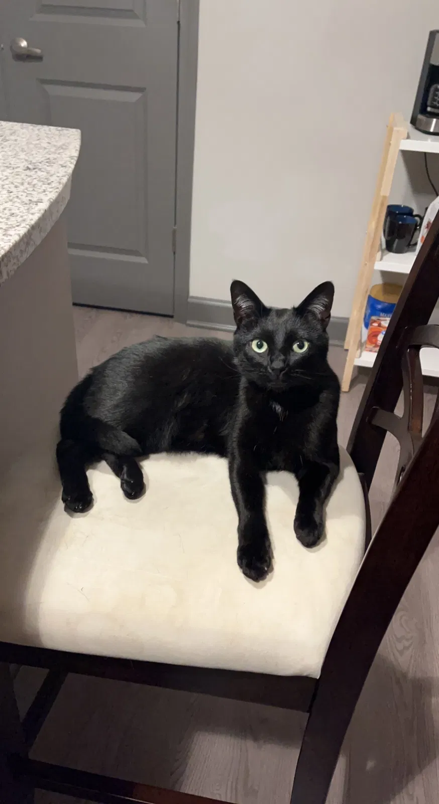 Lost cat in Kannapolis, NC, 28083