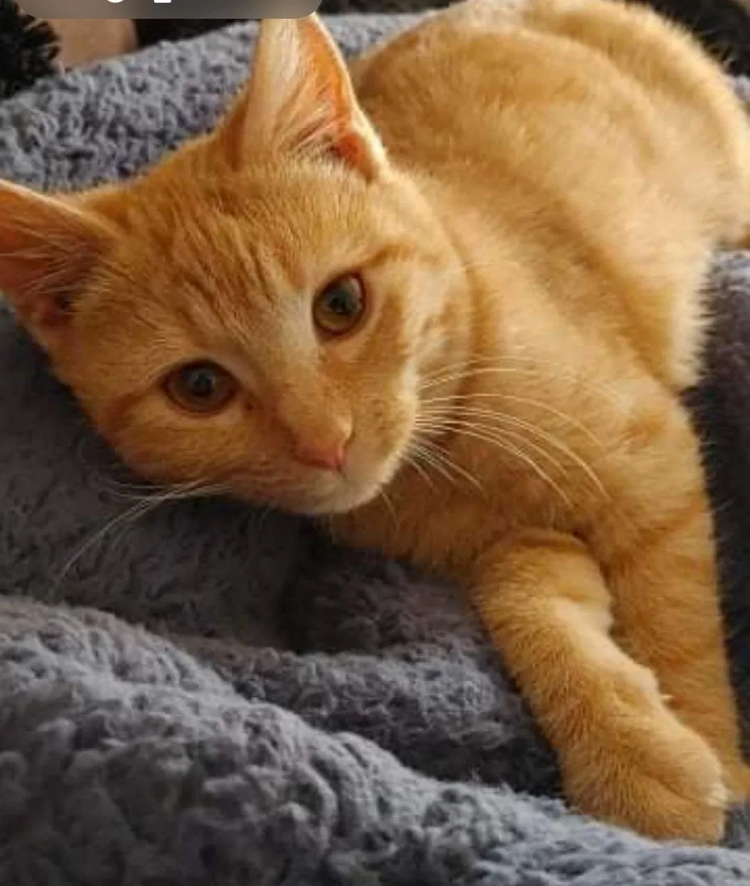 Lost cat in Wichita, KS, 67209
