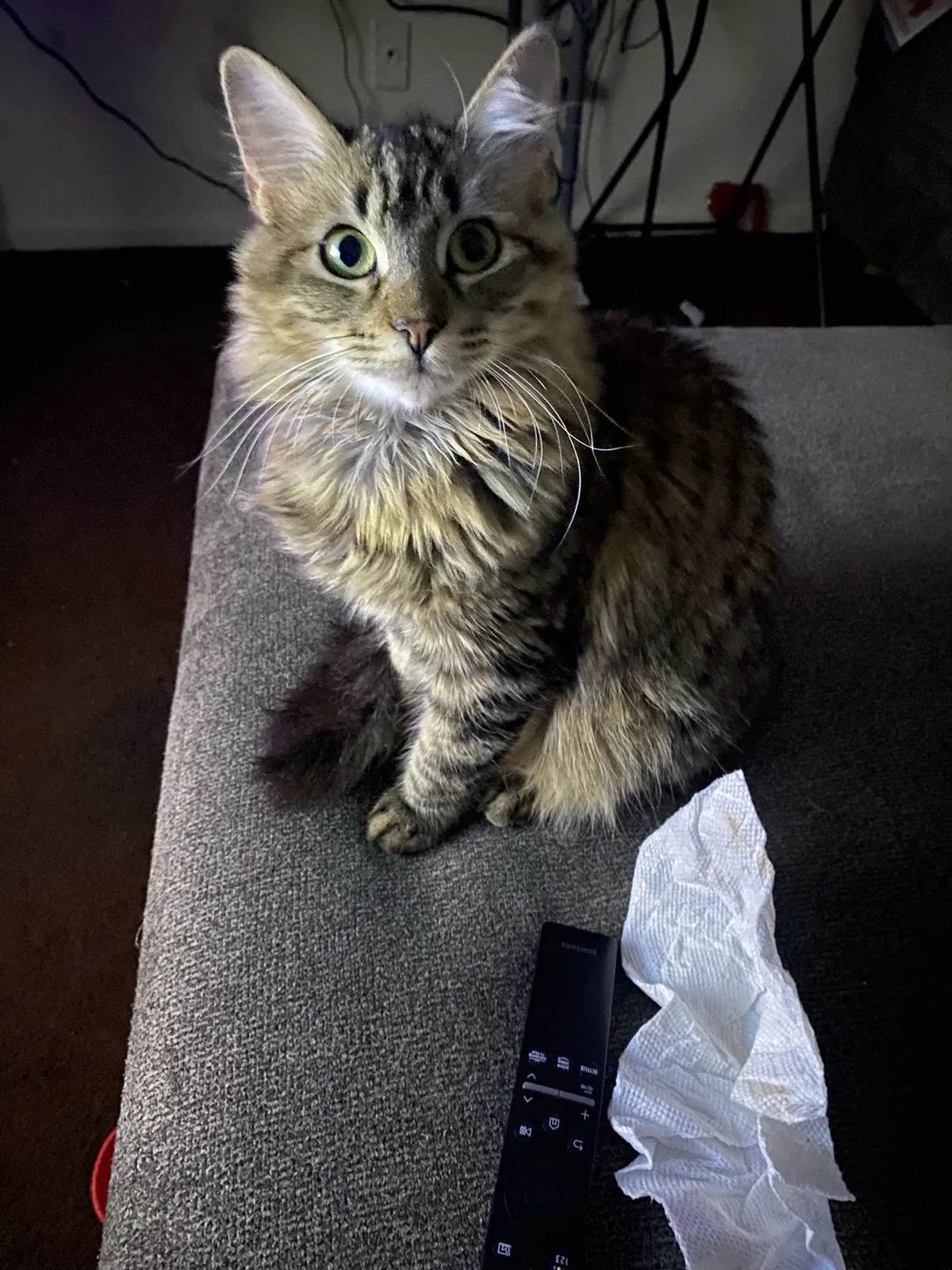 Lost cat in San Juan, TX, 78589