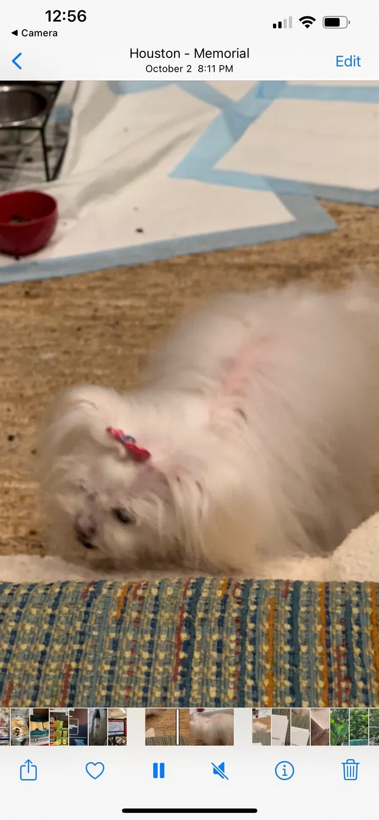 Lost dog in Houston, TX, 77024