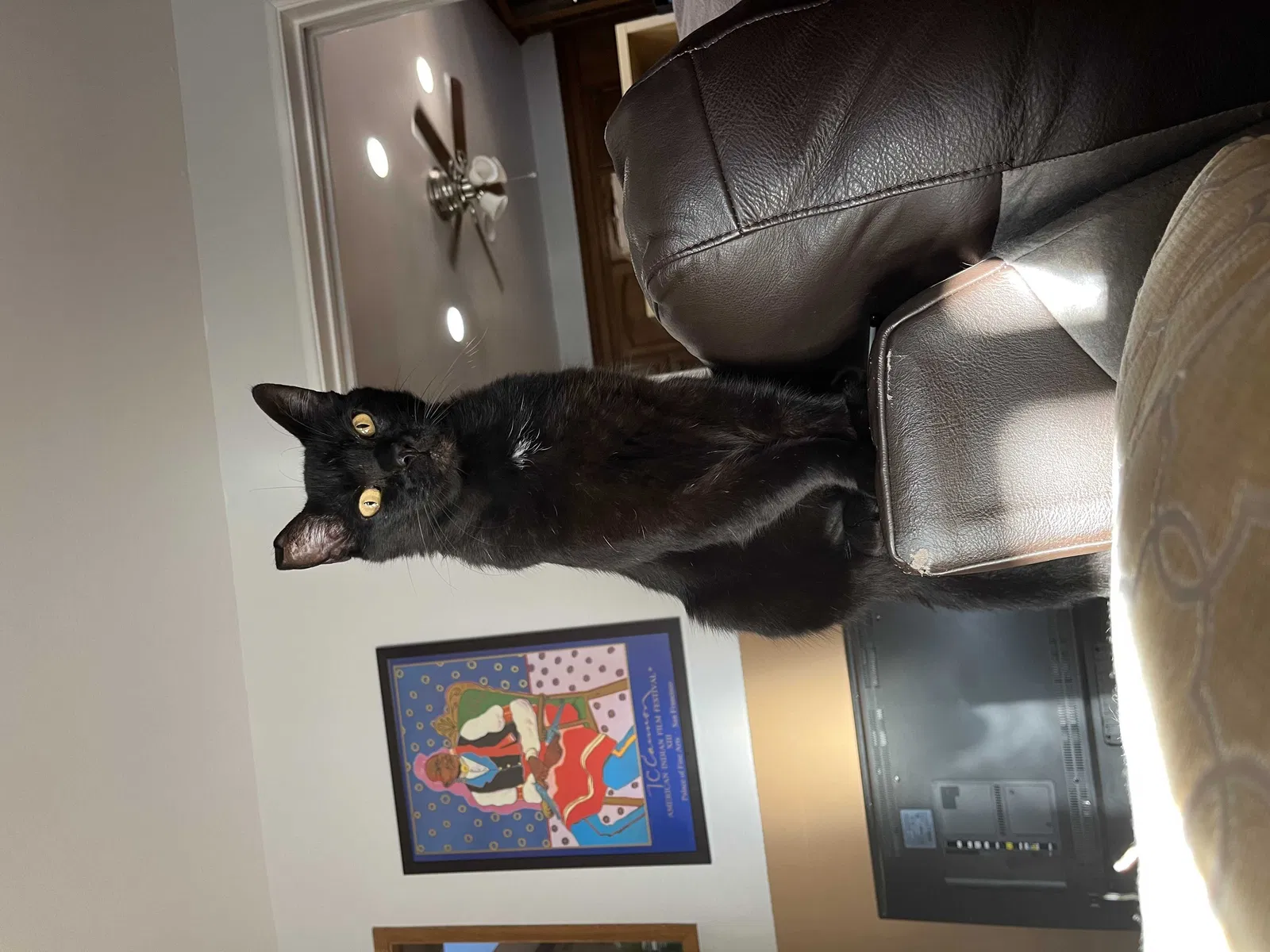 Lost cat in Concord, CA, 94519