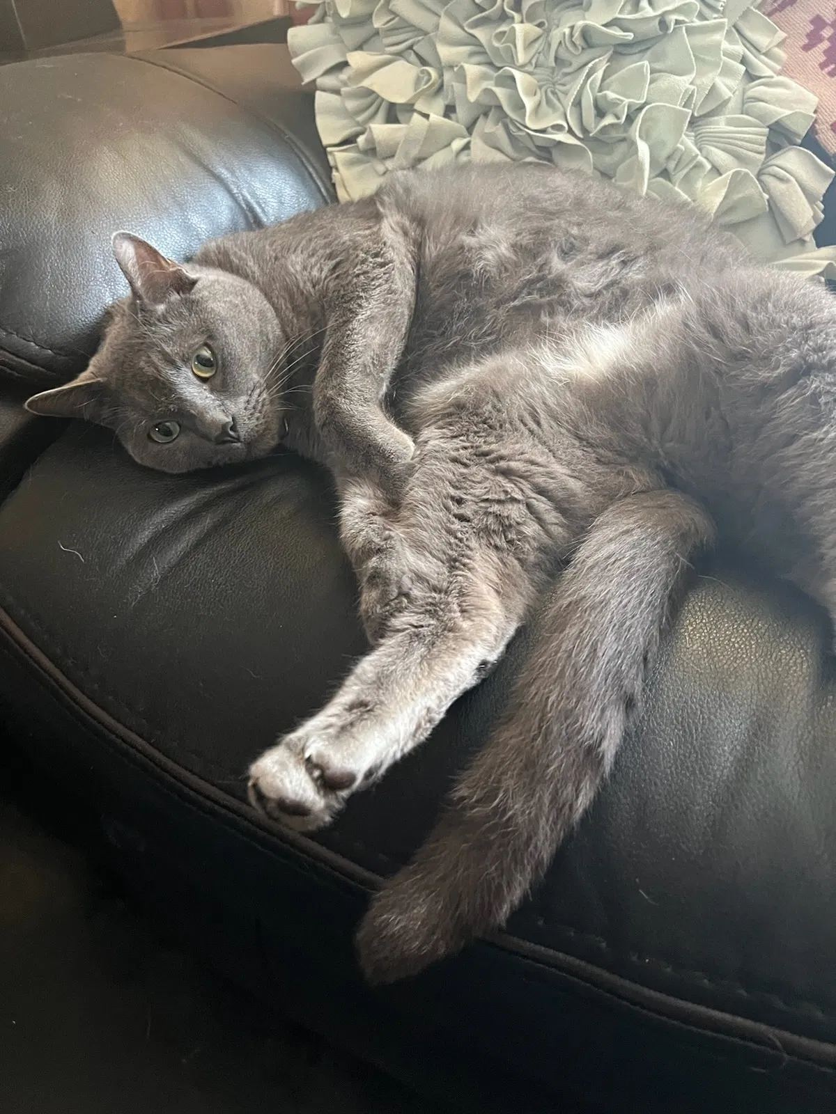 Lost cat in Colchester, CT, 6415