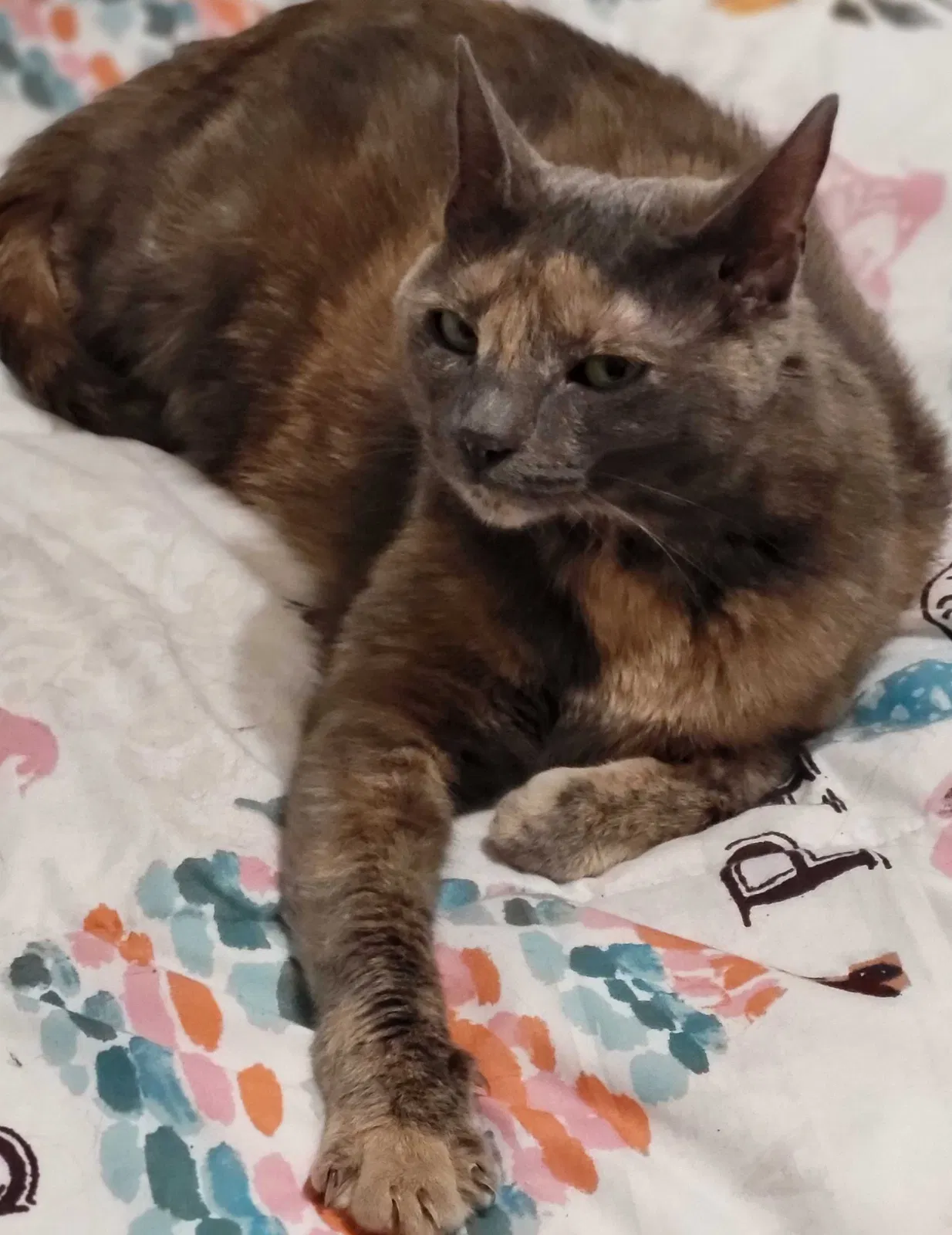 Lost cat in Westbury, NY, 11590
