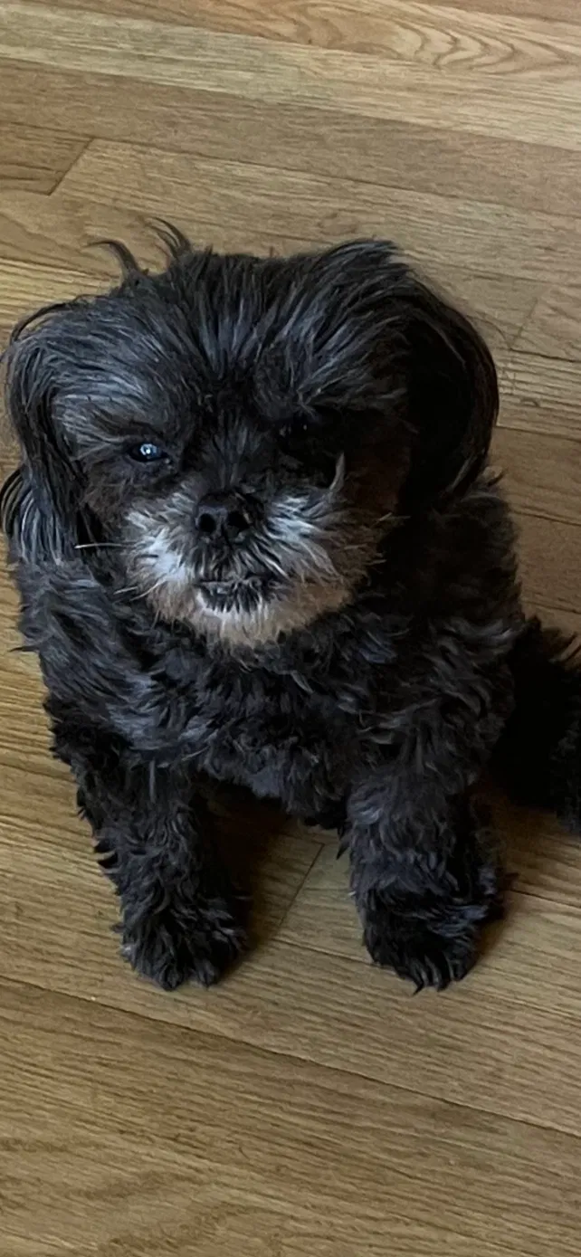 Lost dog in Kennesaw, GA, 30144
