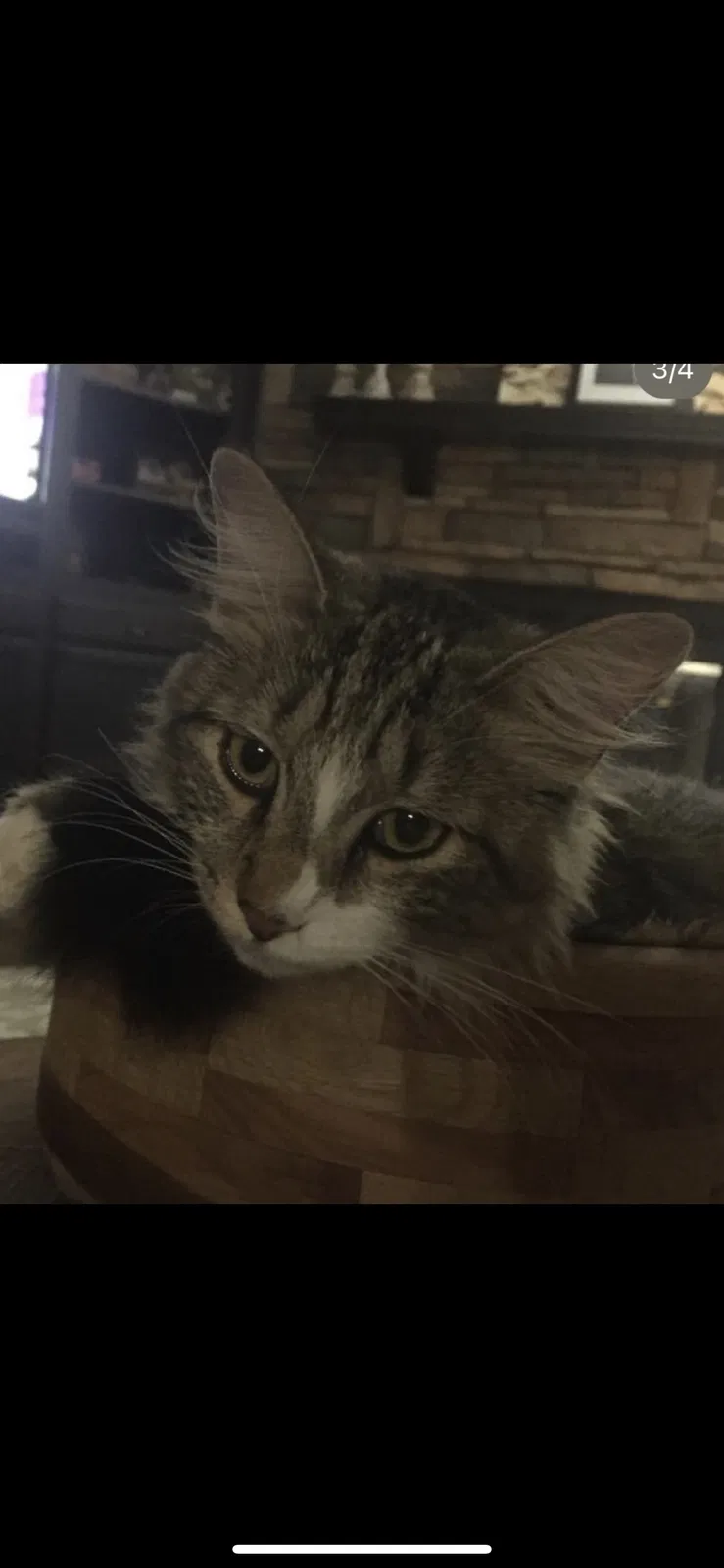 Lost cat in Alabaster, AL, 35007