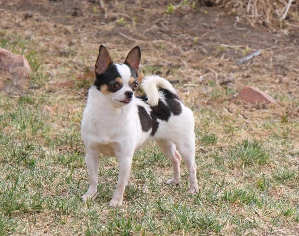Lost dog in Highland, CA, 92346