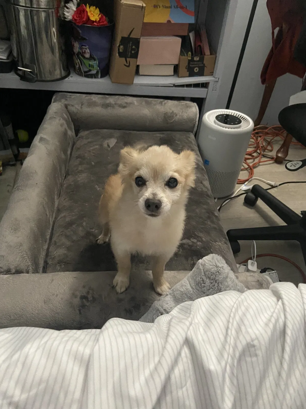 Lost dog in Rialto, CA, 92376