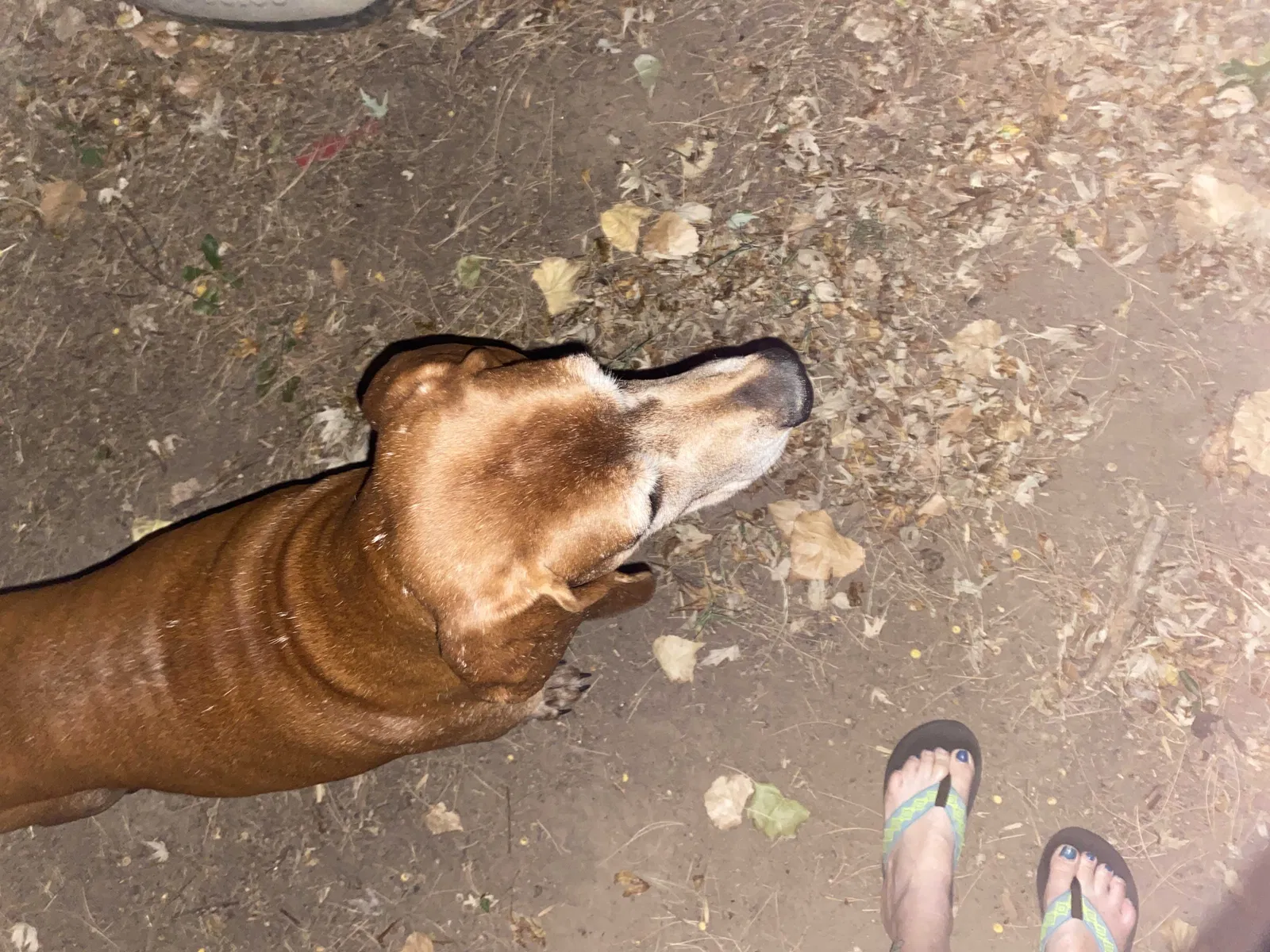 Found dog in Tulsa, OK, 74127
