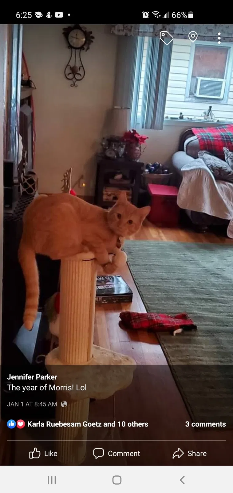 Lost cat in Salem, OR, 97302