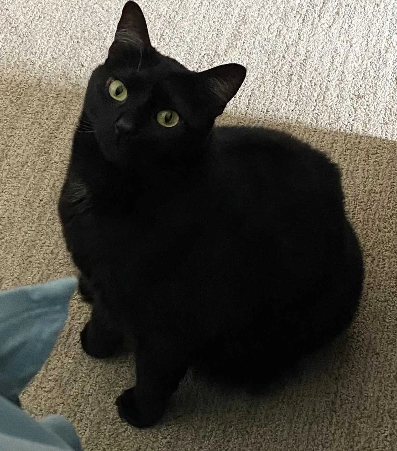 Lost cat in South Haven, MN, 55382