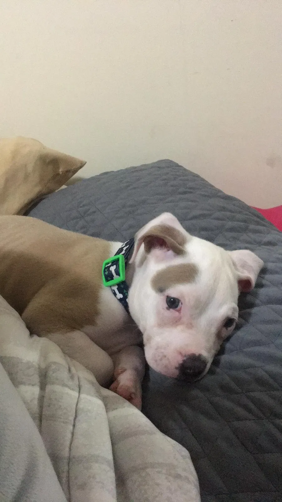 Lost dog in Terre Haute, IN, 47802