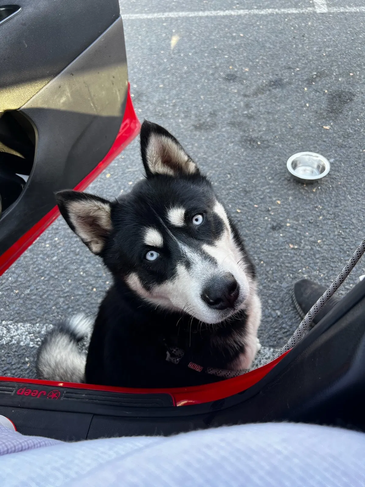 Found dog in Yakima, WA, 98902