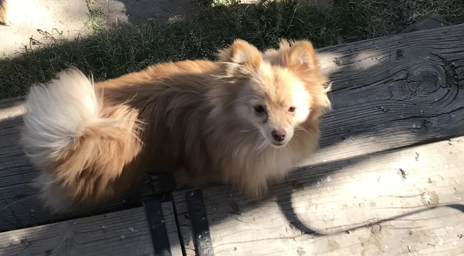 Lost dog in Chaparral, NM, 88081