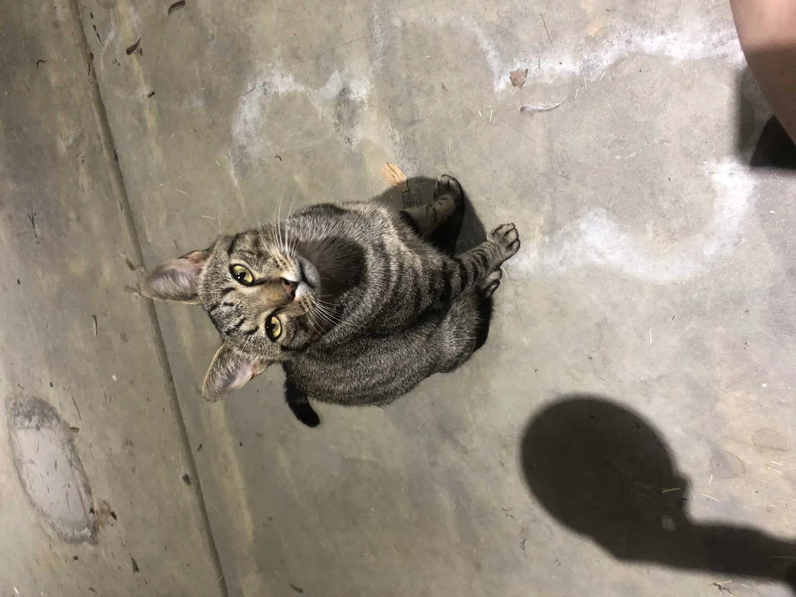 Lost cat in Mount Holly, NC, 28120