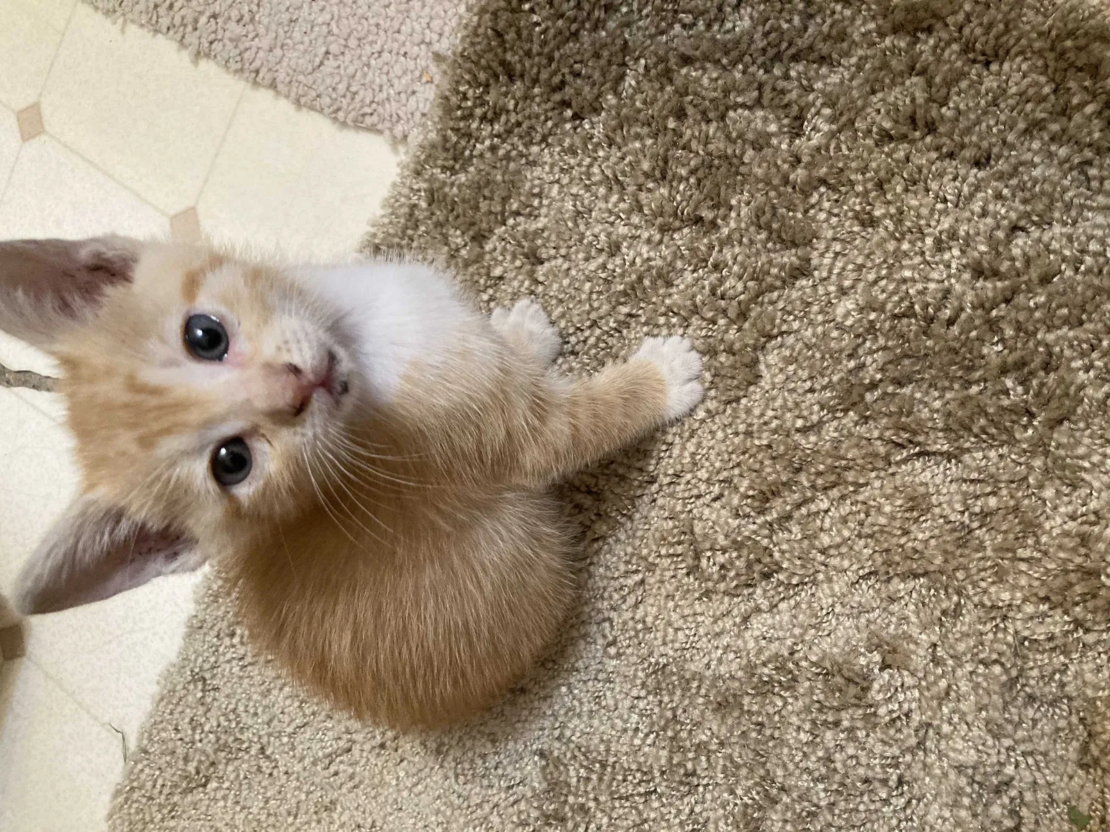 Lost cat in Youngsville, LA, 70592