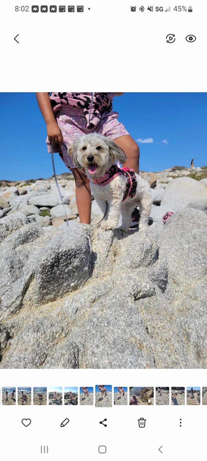 Lost dog in Manteca, CA, 95337