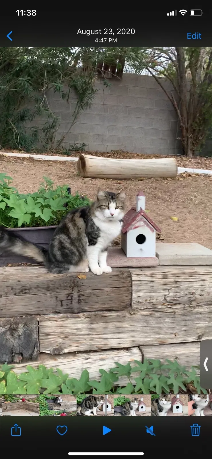 Lost cat in Las Vegas, NV, 89108