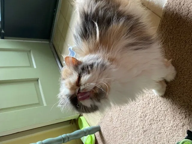 Lost cat in Ashland, OR, 97520