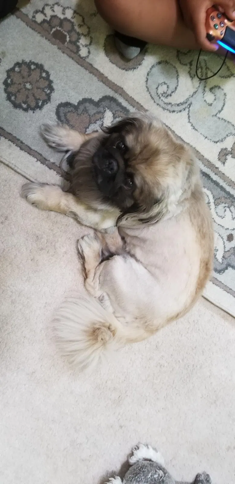 Lost dog in Lacey, WA, 98503