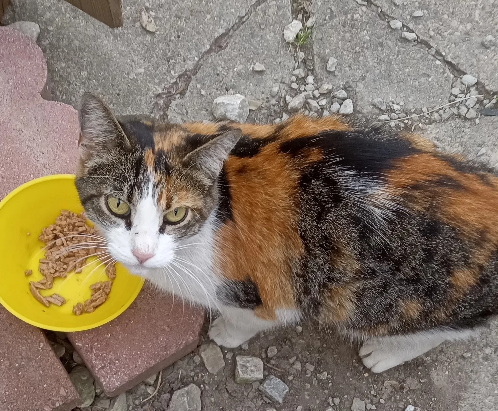 Found cat in Anderson, IN, 46013