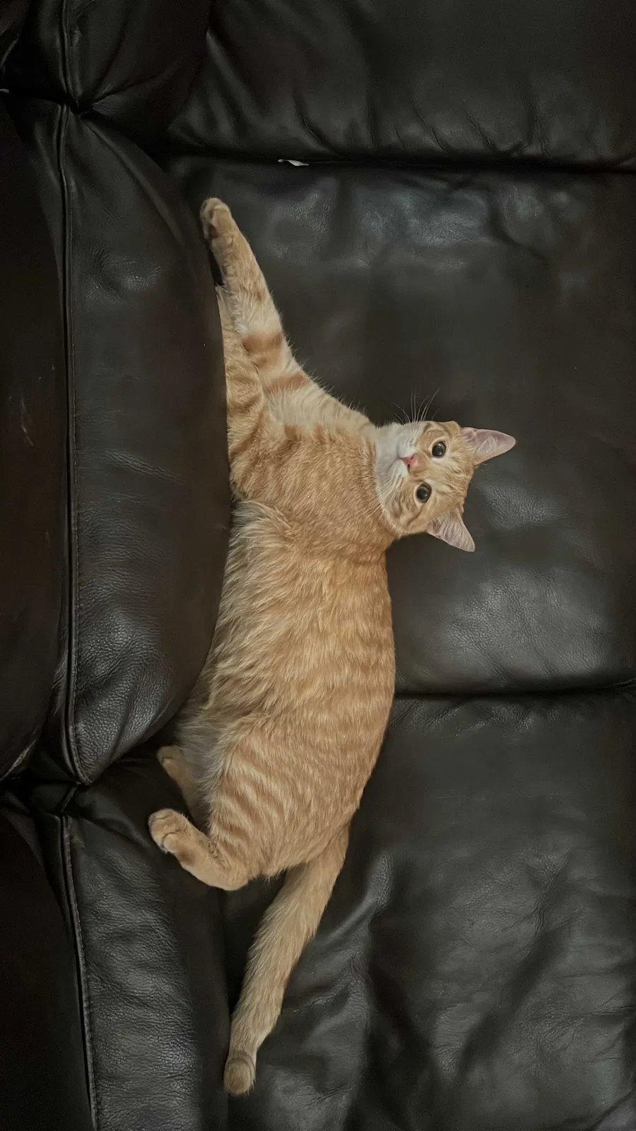 Lost cat in Unknown, CA, 92680