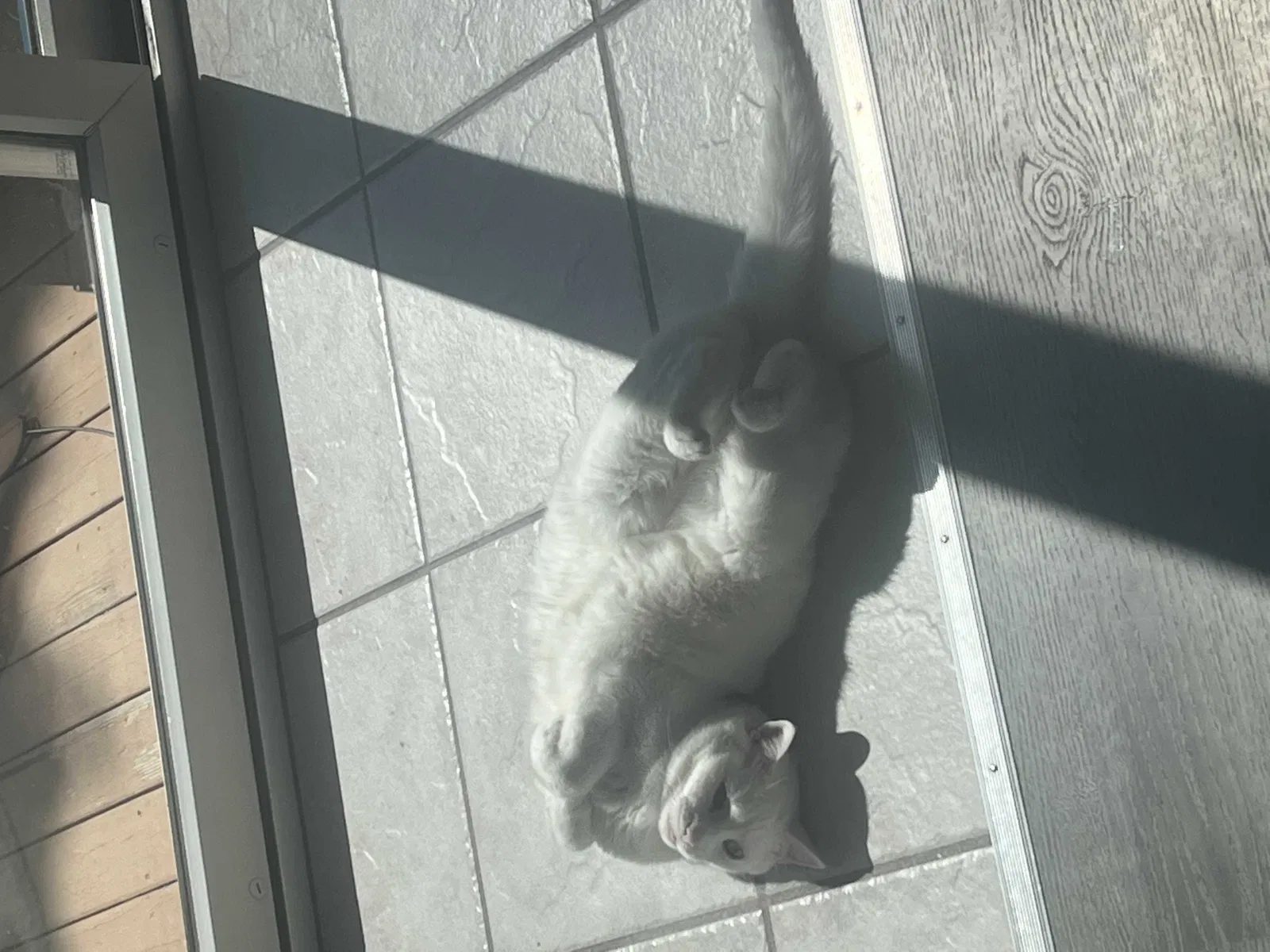 Lost cat in Webster, NY, 14580
