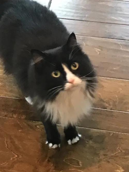 Lost cat in Peachtree City, GA, 30269