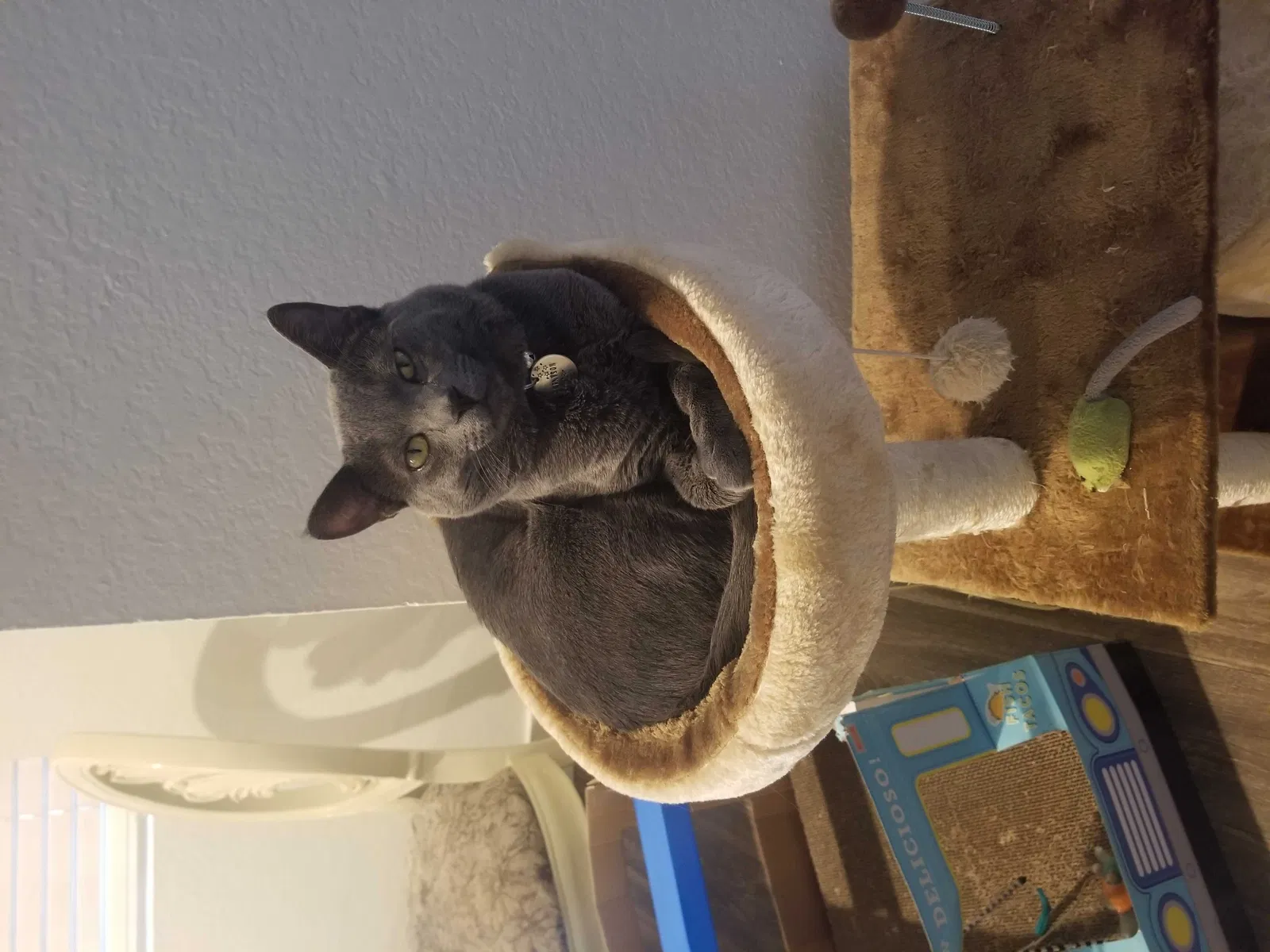Lost cat in Yorba Linda, CA, 92887