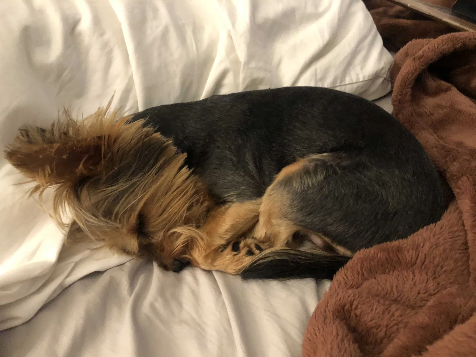 Lost dog in Miami, FL, 33184