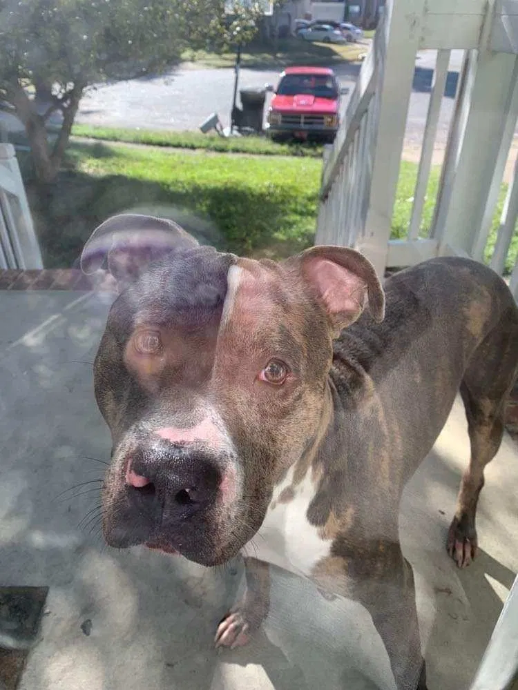 Lost dog in Portsmouth, VA, 23703