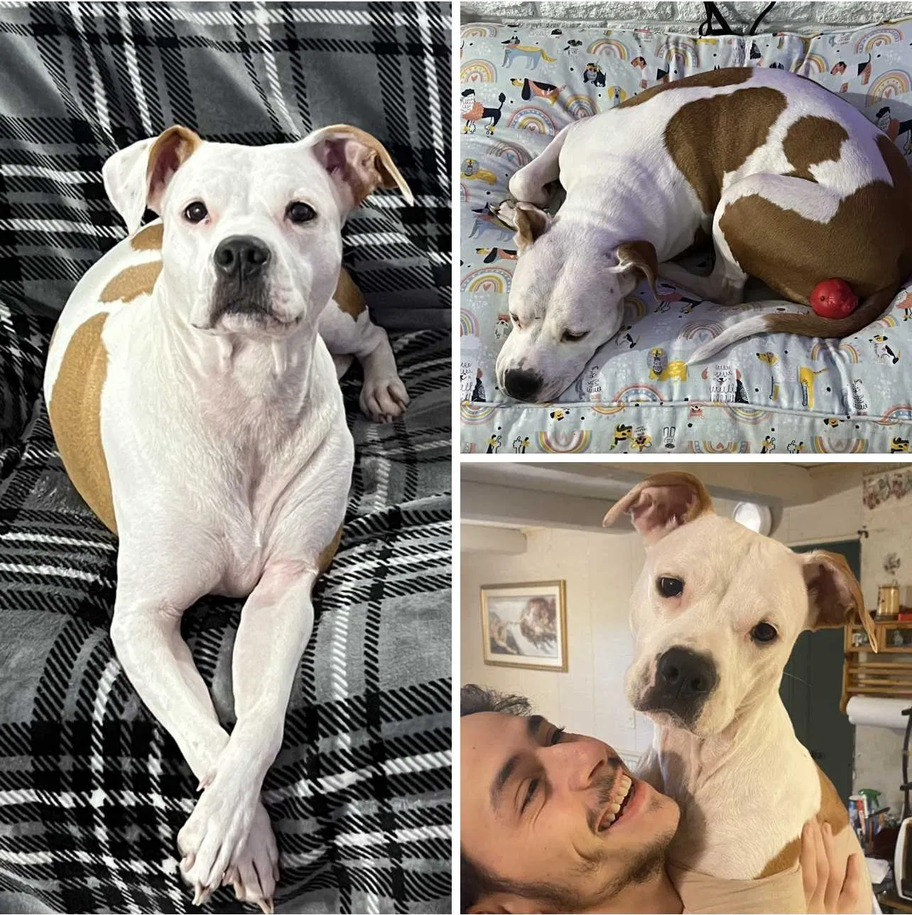 Lost dog in Whitehall, PA, 18052