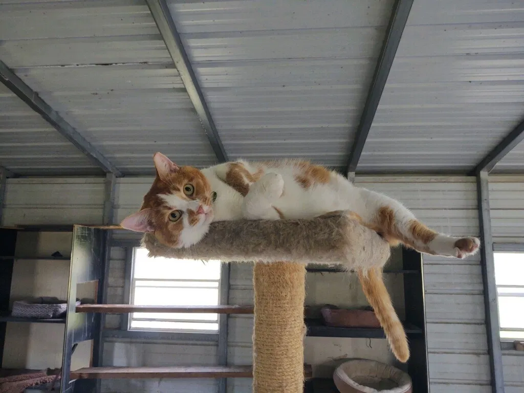 Lost cat in Port Saint Lucie, FL, 34984
