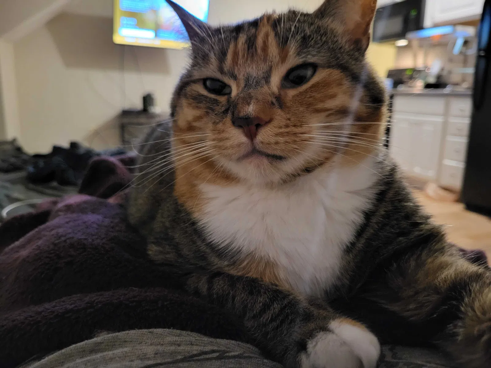 Lost cat in Lowell, MA, 1852
