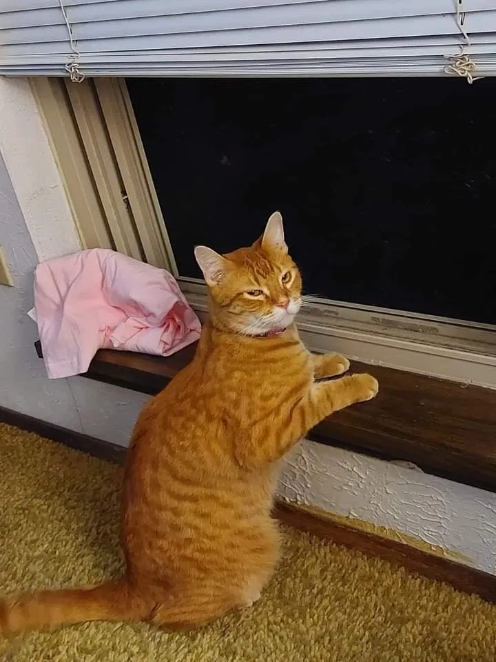 Lost cat in The Colony, TX, 75056