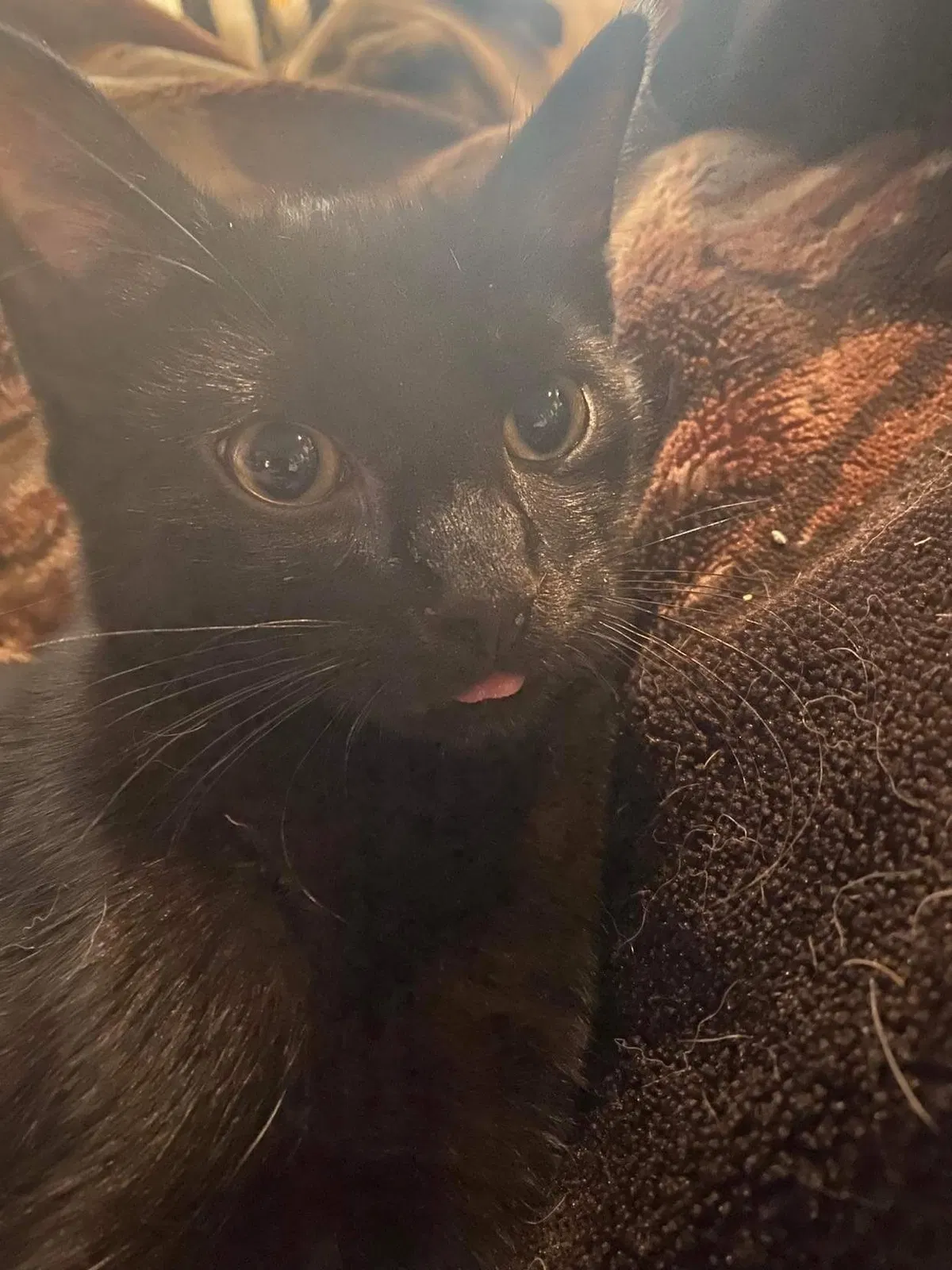Lost cat in Plymouth, PA, 18651