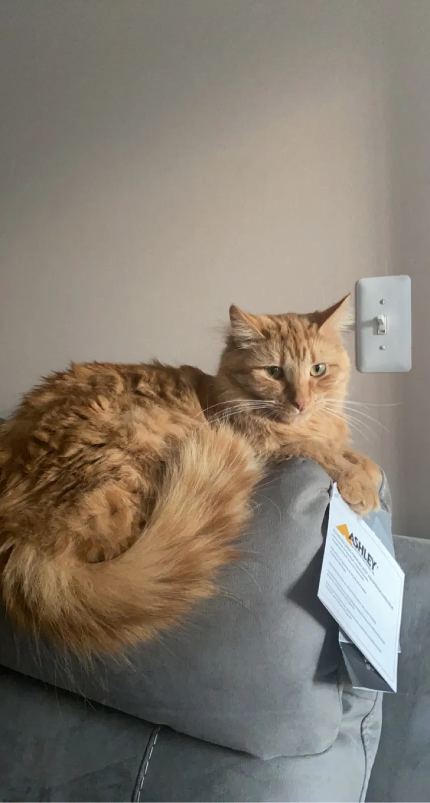 Lost cat in Sterling Heights, MI, 48310