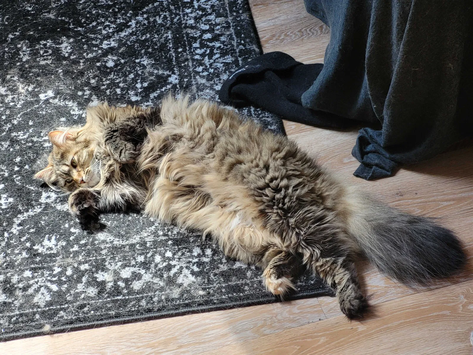 Lost cat in Lowell, MA, 1852
